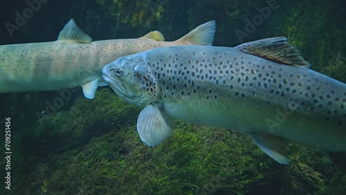Close up view of large steelhead trout salmon floating underwater. photo