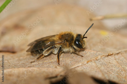 Closeup on a Mellow miner solitary bee, Andrena mitis, sitting on a dried leaf