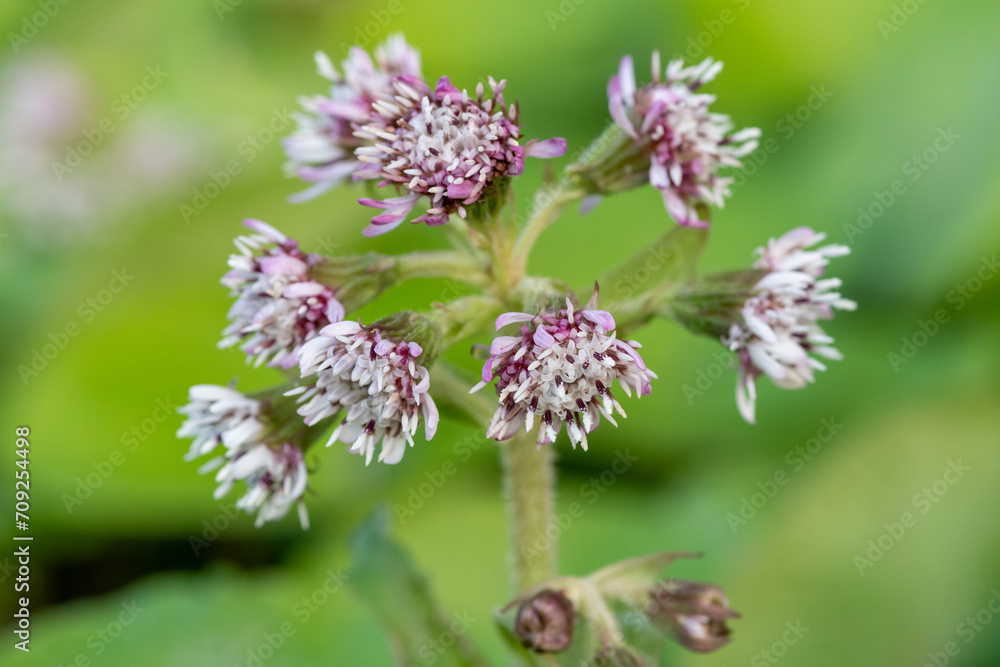 Close up of winter heliotrope (petasites pyrenaicus) flowers in bloom Close up of winter heliotrope (petasites pyrenaicus) flowers in bloom