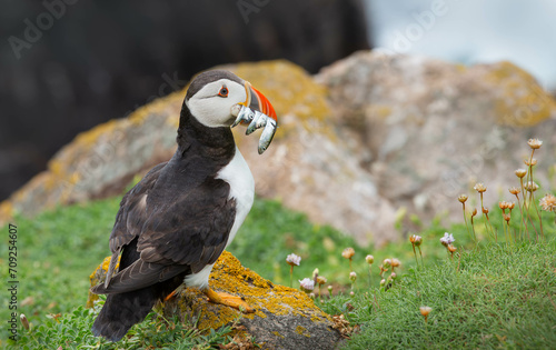 atlantic puffin or common puffin with fish