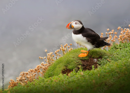 puffin on a cliff © Katrien Buysse