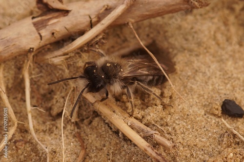 Closeup on a male of the endangered nycthemeral mining bee, Andrena nycthemera coming out of it's underground nest photo