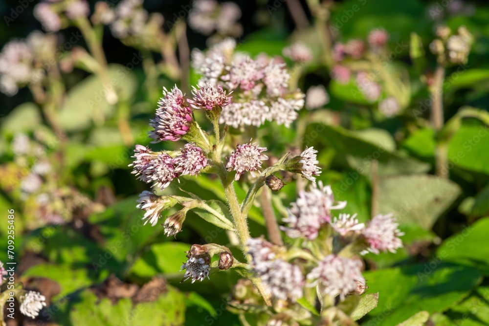 Close up of winter heliotrope (petasites pyrenaicus) flowers in bloom Close up of winter heliotrope (petasites pyrenaicus) flowers in bloom