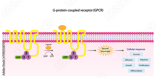  G protein coupled receptors gated ion channel. Structure of a G protein-coupled receptor (GPCR). Mechanism for the transport of ions. Cell membrane receptors for ligands bind. vector illustration.