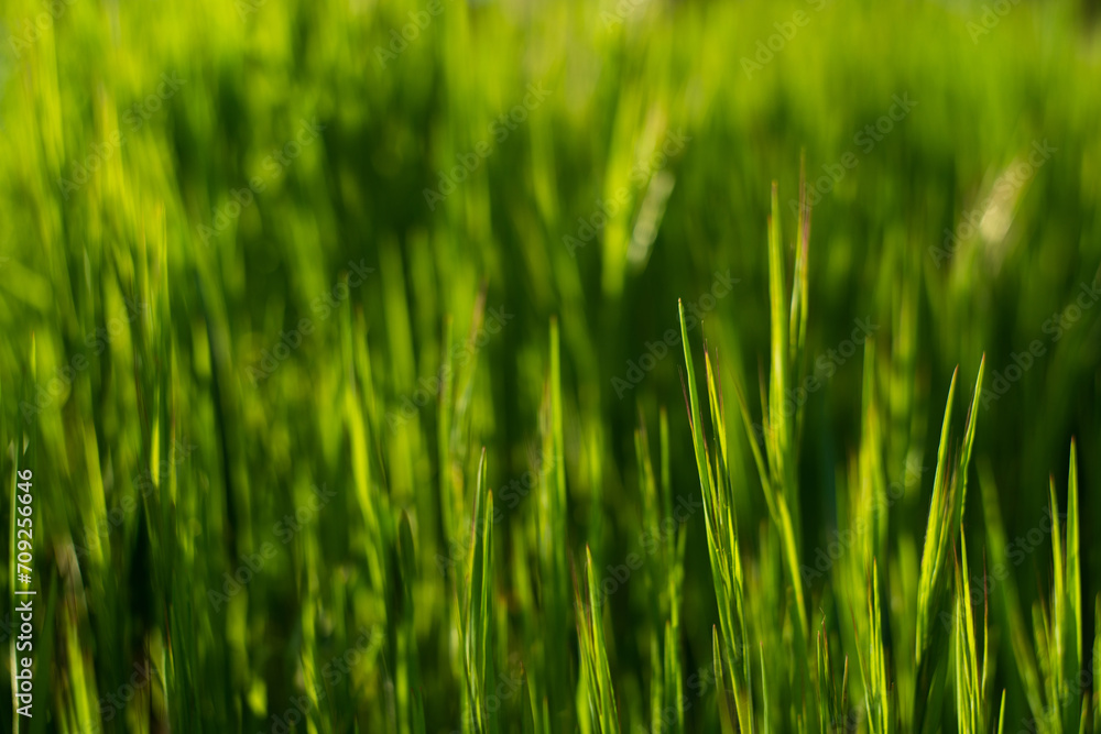 Summer background. Green grass close-up