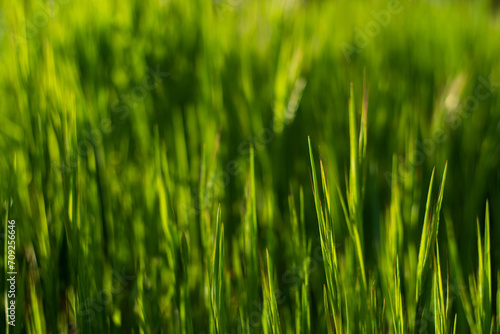 Summer background. Green grass close-up