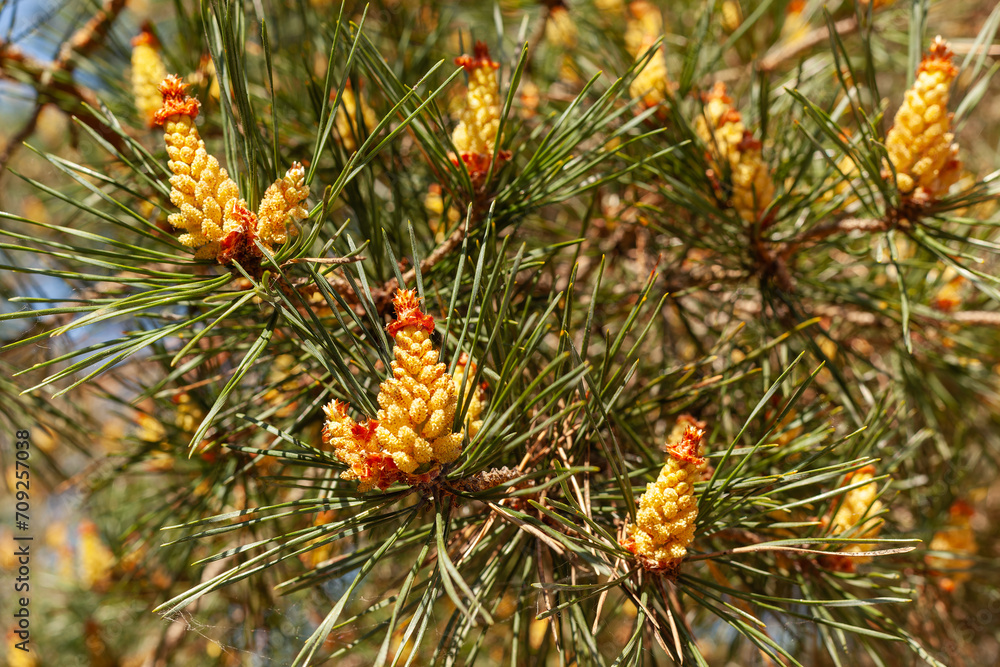 Yellow Pollen on a new pine blossom. Yellow pine cones from coniferous tree at May. Yellow Pollen on a new pine blossom. Yellow pine cones from coniferous tree at May.