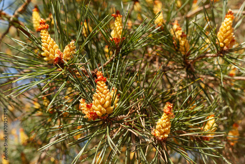 Yellow Pollen on a new pine blossom. Yellow pine cones from coniferous tree at May.