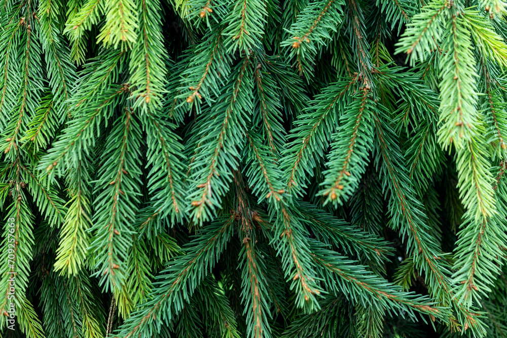 Fir tree brunch textured background. A beautiful fir branch with needles. Selective focus. Fir tree brunch textured background. A beautiful fir branch with needles. Selective focus.