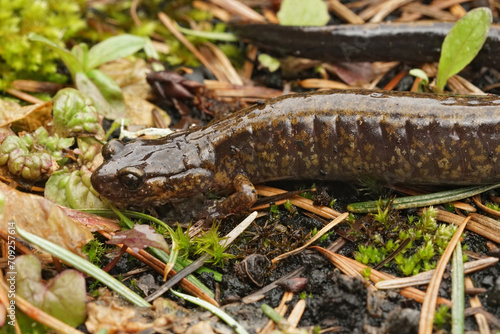 Closeup on a gravid female Dunn's salamander lungless wood salamander, Plethodon dunni on the ground