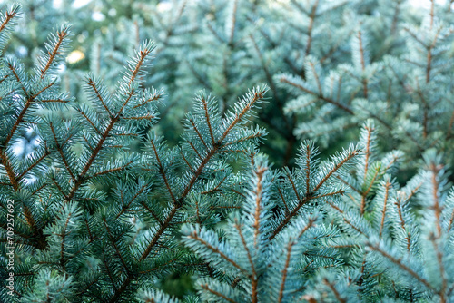 Spruce branch. Branches of a green spruce in the forest. A beautiful fir branch with needles. Spruce close-up. photo