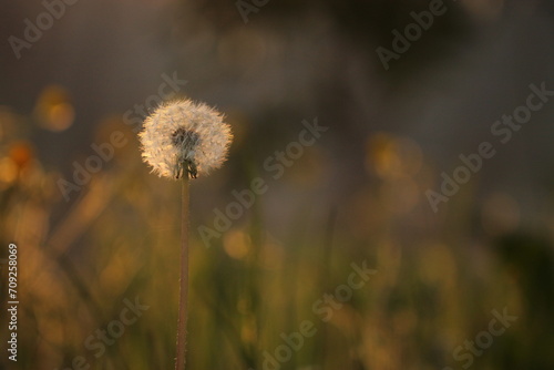 un fiore di dente di leone in primavera in un prato