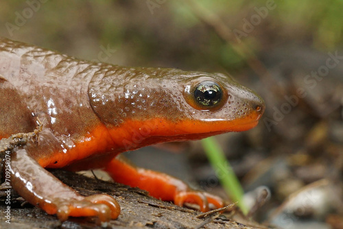 Closeup on a wed and gravid female Rough-skinned newt, Taricha granulosa sitting on wood photo