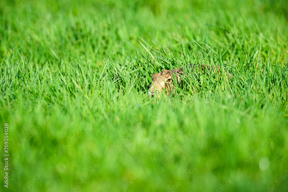 Rabbit hiding in the field in the morning