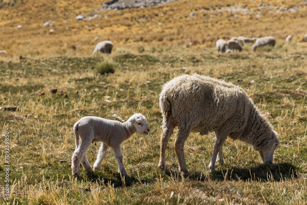 Herd of sheep grazing in the mountains Herd of sheep grazing in the mountains