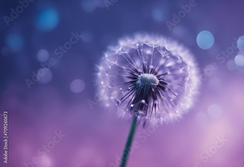 Beautiful dew drops on a dandelion seed Close-up Sparkling bokeh Beautiful light blue and violet bac
