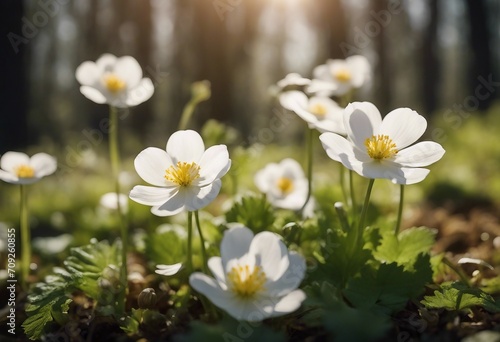 Beautiful white flowers of anemones in spring on background forest in sunlight in nature Spring morn