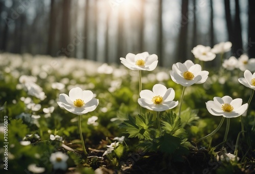 Beautiful white flowers of anemones in spring on background forest in sunlight in nature Spring morn