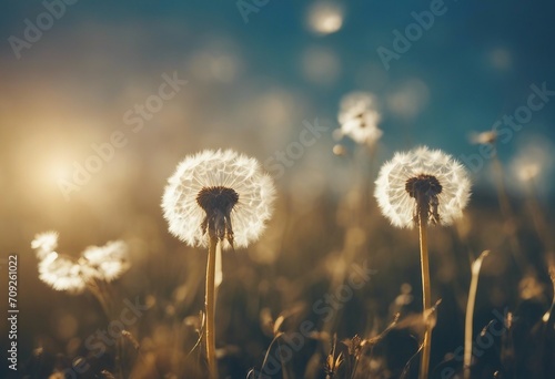 Dandelions in the morning sun on a blue background Seeds of dandelion wind blows