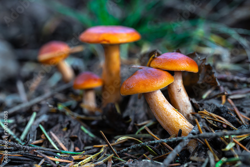 A Group of Hygrophorus Mushrooms