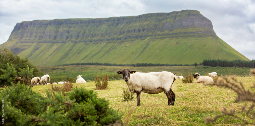 Fototapeta premium sheep in the mountains, Ben Bulben