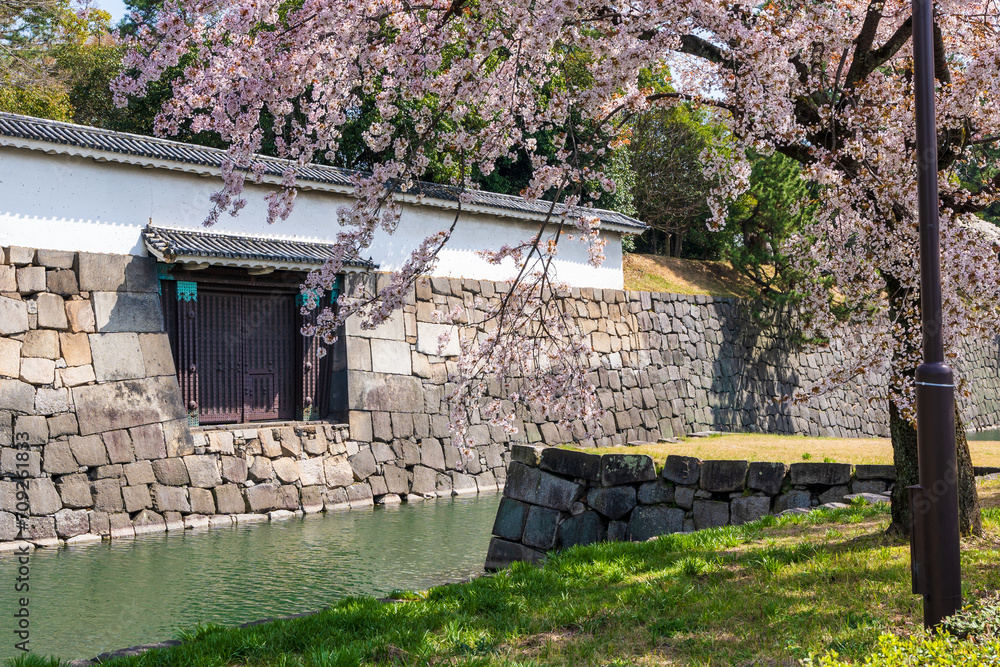 Cherry blossom along the moat of the Nijo Castle, Kyoto, Japan. Cherry blossom along the moat of the Nijo Castle, Kyoto, Japan.
