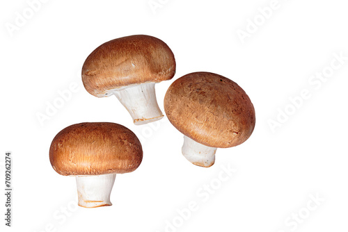 freigestellte braune Champignons Pilze auf einem transparentem Hintergrund