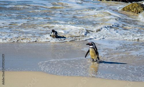 Penguins on the beach in south africa, boulders beach, simons town, cape town