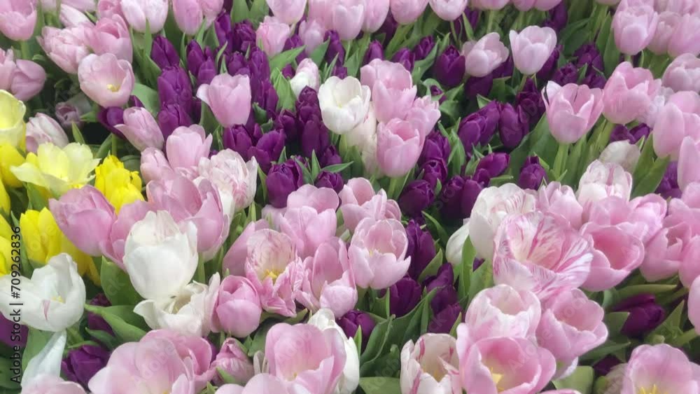 Field with pink tulips close-up. Tulip buds with selective focus. Natural landscape with spring flowers. World Tulip Day Field with pink tulips close-up. Tulip buds with selective focus. Natural landscape with spring flowers. World Tulip Day