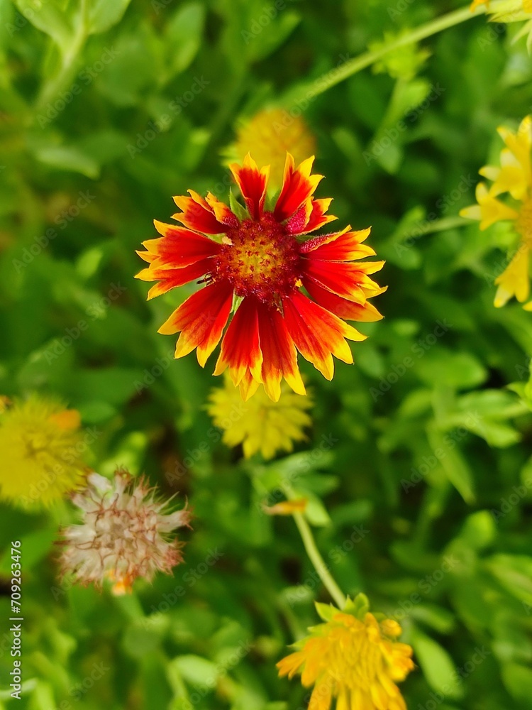 Gaillardia pulchella Or firewheel, Indian blanket, Indian blanketflower, or sundance flowers Gaillardia pulchella Or firewheel, Indian blanket, Indian blanketflower, or sundance flowers