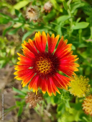 Gaillardia pulchella Or firewheel  Indian blanket  Indian blanketflower  or sundance flowers