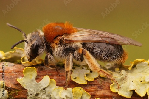 Closeup on a colorful female Early or Red-legged Mining Bee, Andrena haemorrhoa photo