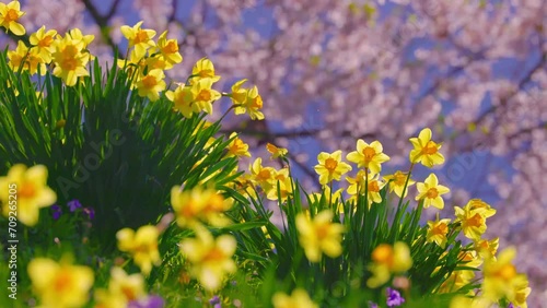 Wallpaper Mural 春の満開花風景 Torontodigital.ca