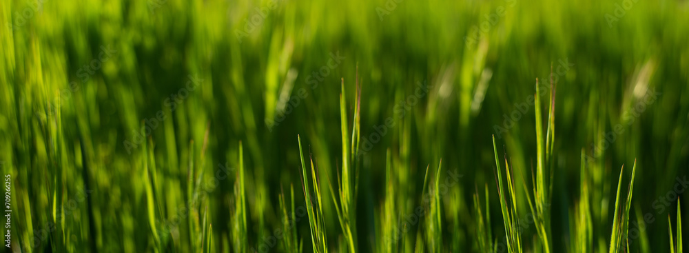 Summer background. Green grass close-up Summer background. Green grass close-up