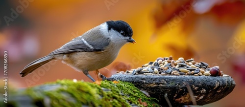 Adorable Marsh tit feeds on a bird table filled with sunflower seeds, nuts, and dried mealworms, on a mossy log during European autumn in November. © AkuAku