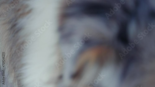 Australian Shepherd Fur Texture, 4k 