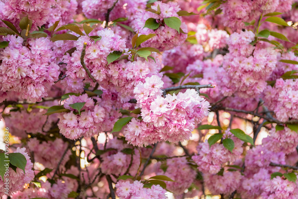 pink sakura flower on blooming spring tree. full bloom