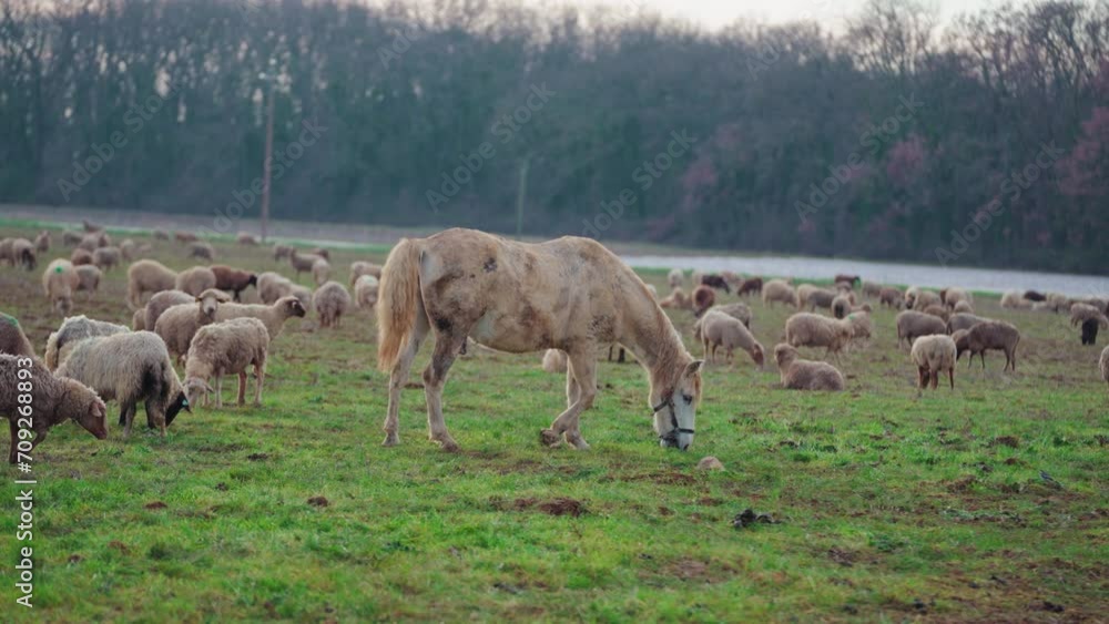 Horse Among Flock of Sheep Horse Among Flock of Sheep
