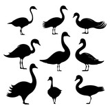Swan bird silhouette. Flying bird vector of swan