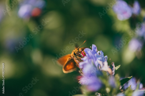 Schmetterling © Fotografie Wenzina