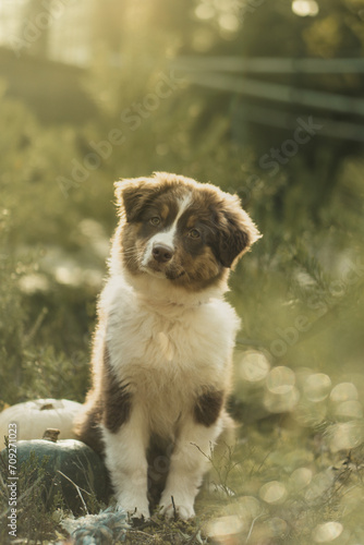 Australian shepherd puppy sitting on the grass