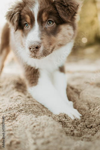 Australian shepherd puppy playing in the sand at golden hour