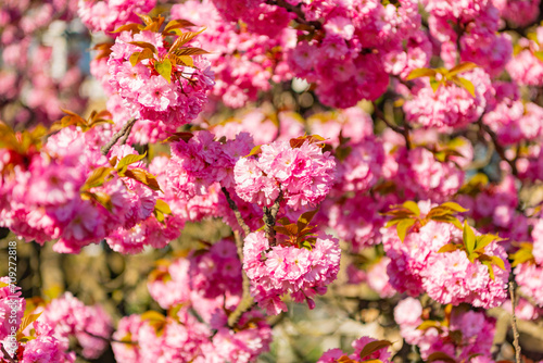 flowering spring sakura blossom. spring sakura blooming on branch. photo of spring sakura bloom.