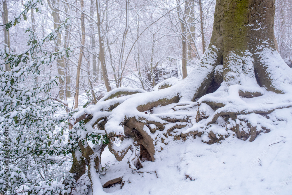 White big tree in park in winter. White snow landscape. White big tree in park in winter. White snow landscape.