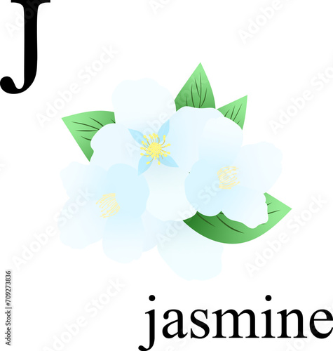 Illustration of the letter j in the plant alphabet. Jasmine. Element for print, postcard, poster, embroidery, laser cutting. Vector illustration. English alphabet.