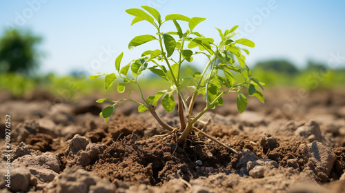 Small green plant in hot desert. Concept of a global warming in the world and a survival