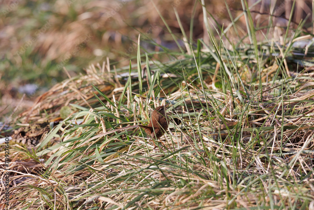 Obraz premium A wren sits between the dry blades of grass at the Schwanensee lake near Mering on a sunny winter's day