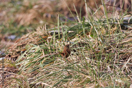 A wren sits between the dry blades of grass at the Schwanensee lake near Mering on a sunny winter's day