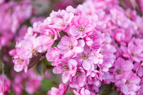 springtime japanese sakura blossom. springtime sakura blooming on branch.