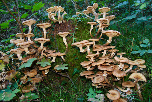 Mushrooms in nature